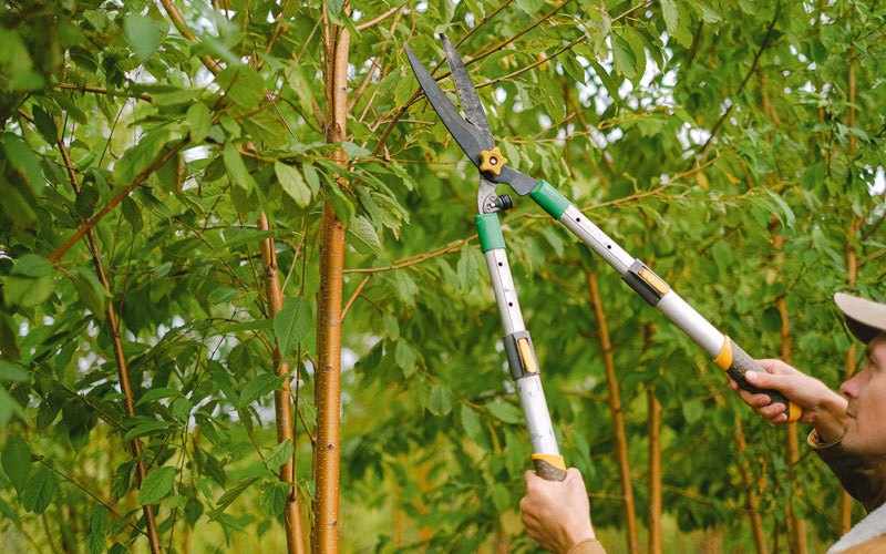 Tree trimming in Little Neck, NY